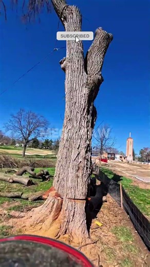 Massive Tree Felling with Extreme Precision! 🌲🪓