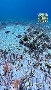 Hidden in plain sight. #grouper #spinylobster #lobster #lobsterlover #lobsterfishing #fishing #instadaily #bahamas #influencer #capturethemoment #intothewild #underwaterworld #divein #fisherman #adventure #underwaterlife #exploremore #wildanimals #discover | Duran Roberts