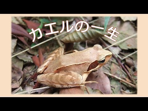 カエルの一生