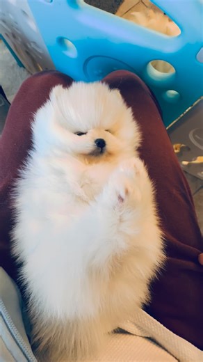 Kouture Pomeranians on Instagram: "Start Small, Fluff Big: Why Early Grooming Matters 🐾 If you’ve just brought home a Pomeranian puppy, you’ve essentially adopted a tiny, living cloud. While they look adorable now, that famous “double coat” requires serious upkeep to stay healthy and mat-free. The secret to a stress-free grooming routine? Start now. Why Start Early? * Building Trust: Grooming involves sensitive areas like paws, ears, and sanitary spots. Introducing these sensations during the “