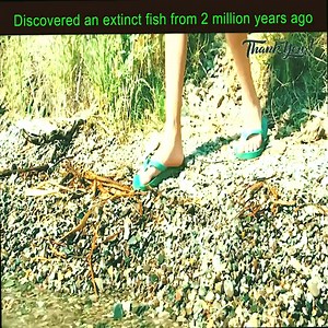 Discövered an extinct fish fröm 2 milliön years agö. | NHOR GAYAK VLOG TV