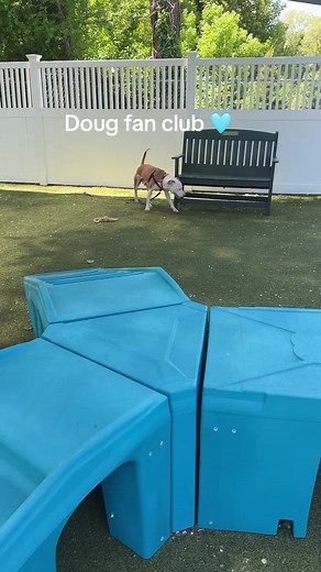 MSPCA-Angell on TikTok