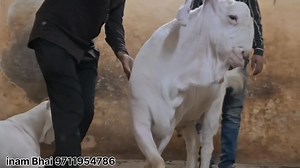 16K views · 593 reactions | World goat team on Reels | Facebook