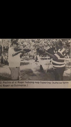 Roger Bayona RPB Red Bulls Gamefarm Ni Pachie Cruz “IT PAYS TO HAVE THE BEST COCK,” ang katagang ito ang unang sinabi sa amin ni Roger Bayona ng siya’y kapanayamin ng Sabong Star Magasin sa kanyang beach resort sa Distrito ng Arevalo sa Iloilo. Ang pangalan ni Roger ay hindi gaanong prominente sa larangan ng sabong dito sa Metro Manila di tulad ng iba diyang sikat na Cocker/Breeder ng bansa. Ngunit kung tutuusin ay matagal ng umiinog sa buhay ni Roger ang pagmamahal sa pagmamanok ito dahil noon 