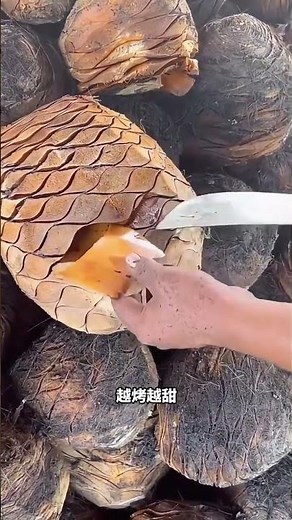 為什麼要砍龍舌蘭的葉子？ #龍舌蘭 #龍舌蘭酒生產過程 #植物科普