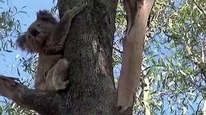 Australia to spend additional $35 million to protect koalas