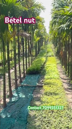 How to make betel nut farming (Areca catechu) supari kati #plantation betel nut farming