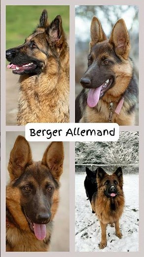 Viens découvrir les 4 races de chiens les plus mignonnes 🐶 #chiens