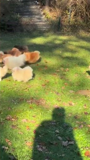 Man greeted by pack of Pomeranians after run in Austria