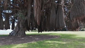 Aérien: Pohutukawa avec ses branches de : vidéo de stock (100 % libre de droit) 3419915289 | Shutterstock