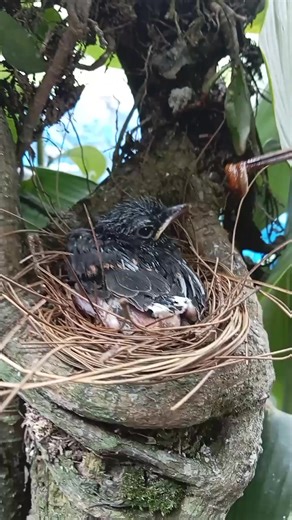 Understanding How Our Digestive Process Works