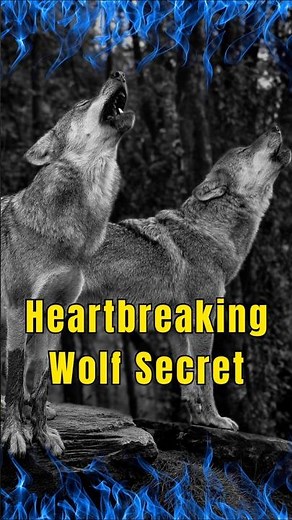 Why Wolves Cry — The Shocking Truth About Wolf Grief #Wolves #AnimalFacts #WildlifeScience
