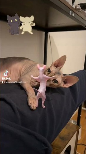 Return of Dancing Sphynx