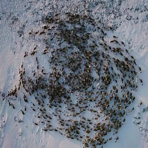 141K views · 724 reactions | Welcome to Santa's Reindeer training program in the North Pole. Here, the best of the best compete to be chosen to guide Santas sleigh and fly around the world. Reindeer are a species of deer with circumpolar distribution. They are native to the Arctic, sub-Arctic, tundra, boreal, and mountainous regions of northern Europe, Siberia, and North America. #MerryChristmas  | Science Channel | Facebook