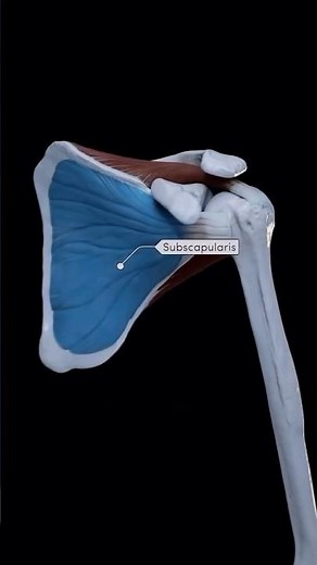 There 4 muscles in rotator cuff! #movement
