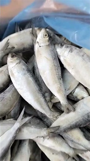 🔴 Seafood Market Live Fresh Sea Fish Direct from the Market