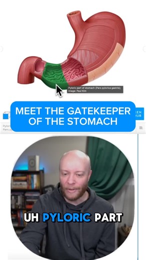 Kenhub | Learn anatomy and physiology 🧠 on Instagram: "Meet your stomach’s very own bouncer: the pylorus 📚 Also called the pyloric part, this muscular gatekeeper controls when that strong hydrochloric acid can leave the stomach and enter the small intestine — only at the perfect moment. Anatomy with purpose. Function with attitude. 😎 Learn more at kenhub.com! #anatomy #humananatomy #kenhub #stomach #medicaleducation #meded"