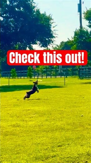 Rusty catches the frisbee like a champ!