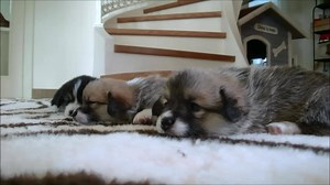 70K views · 114 reactions | Puppies 27 days old. Exploring the living room for the first time! Come visit us on youtube: https://www.youtube.com/c/BebopCorgiChannel | Bebop Corgi Channel | Facebook