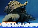 Giant snails could be the saving grace of the Great Barrier Reef