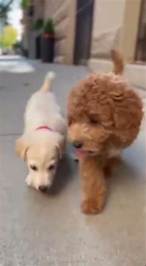 Street Pup Parade: Playful Puppies Take Over the Sidewalk