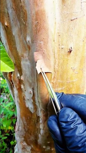 Tree Bark Falling Off? Science Explained