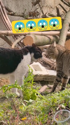 One Mistake Started This Crazy Cat Fight 😳🔥” #cat #catvideos #shortsfeed #viral #funniestvideo #fyp