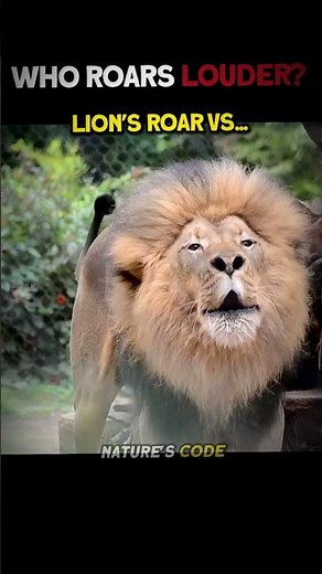 Who roars louder... lion vs tiger