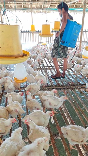 7.9M views · 63K reactions | Poultry farming and fish farming in the same place #chicken #turkey #guineafowl #pheasant #quail #Emu #ostrich @highlight | Nasara Gaya Sahanunu | Facebook