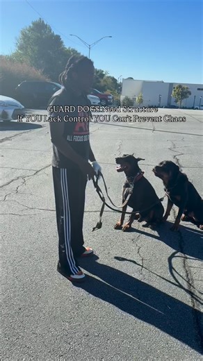GUARD DOGS require STRUCTURE📚 If YOU Lack Control..YOU Can’t Prevent CHAOS..News Flash: that’s a Seriously DANGEROUS problem 📌Be Responsible As A OWNER & get training ✅ #reactivedog #dogaggression #dogreactivity #fyp #doberman #trending #atlantatoday #dogtrainer #puppytraining #guarddog #behaviortraining | Allfocusdogtraining