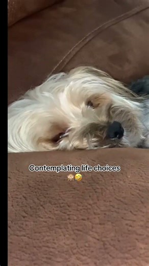 Years later & Sir Tyson is still fiiiiiiiiiine. #pet #furbaby #oof #TysontheDistinguishedMorkie