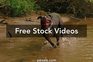 Animal Action Videos, Download The BEST Free 4k Stock Video Footage & Animal Action HD Video Clips