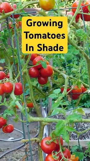 Growing Cherry Tomatoes in Shade: Easy Tips for Success! 🍅🌤️