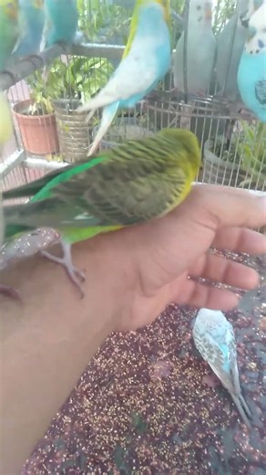 Relaxing Pet Bird Video