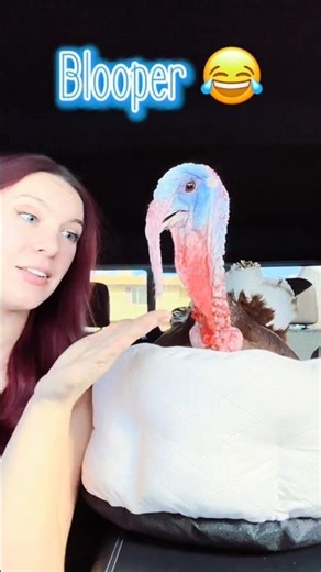 Funny turkey bird video short video #short #funny #viral #birds