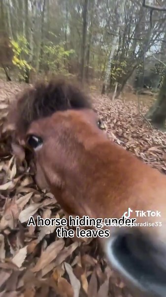 Funny Horse Videos That Will Make You Laugh