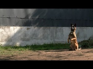 LE LIEN MAÎTRE CHIEN / DÉMONSTRATION / FORMATION EDUCATION CANINE