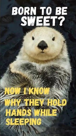 Why Sea Otters Are Nature's Sweethearts! 🦦❤️ | Cute Moments & Fascinating Facts