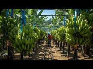 How Farmers Grow and Process Bananas | The Banana's Magical Journey from Farm to Table