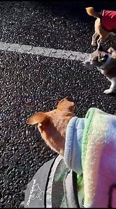 66 reactions · 7 comments | TALLY HO!!! | Mr Scooby Doo and The Mousketeers | Facebook