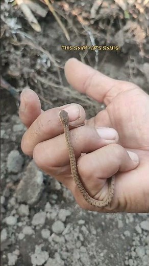 Cute Snake