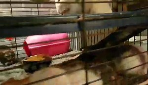 More cronching | Exploding Fish's Rat Mischief Official Fanpage