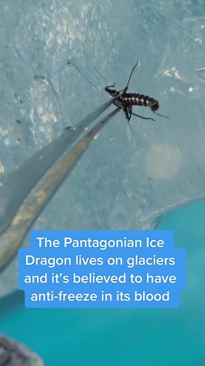 The Patagonian Ice Dragon lives on glaciers and it’s believed to have anti-freeze in it blood. The new Original Series “Patagonia: Life on the Edge of the World” airs Sundays at 9 p.m. ET. #icedragon #cnn