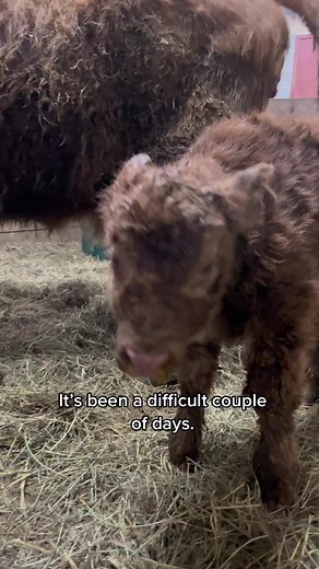 Adorable Highland Cow Calf Overcomes Meconium Aspiration | Pets Video