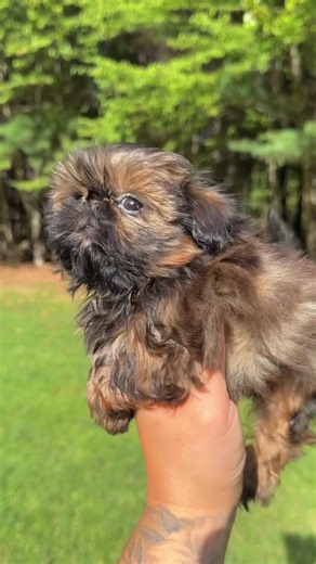 #shihtzupuppiesforadoption #shihtzu #puppy #shihtzupuppies #shihtzulovers