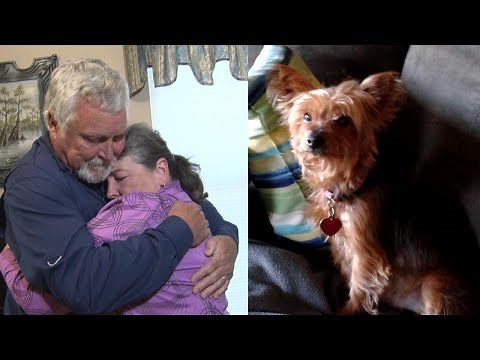 Woman Hospitalized With Broken Heart After Her Beloved Dog Dies