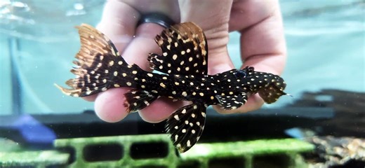 LDA105 Typhoon Pleco/Fire Spot Cactus Pleco - (Pseudacanthicus sp.)