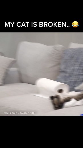 Funny Cat Fails Compilation | Watch This Hilarious Mishap