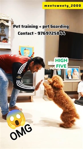 OMG 😱 dog behaviour 👌
