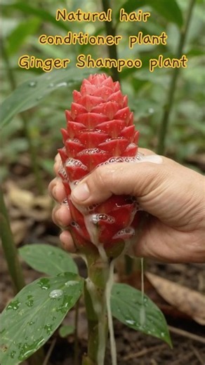 Natural hair conditioner plant Ginger shampoo plant life cycle and use #ayurveda #plants #shorts